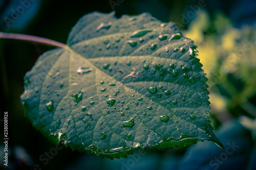 Feuille verte sous la pluie