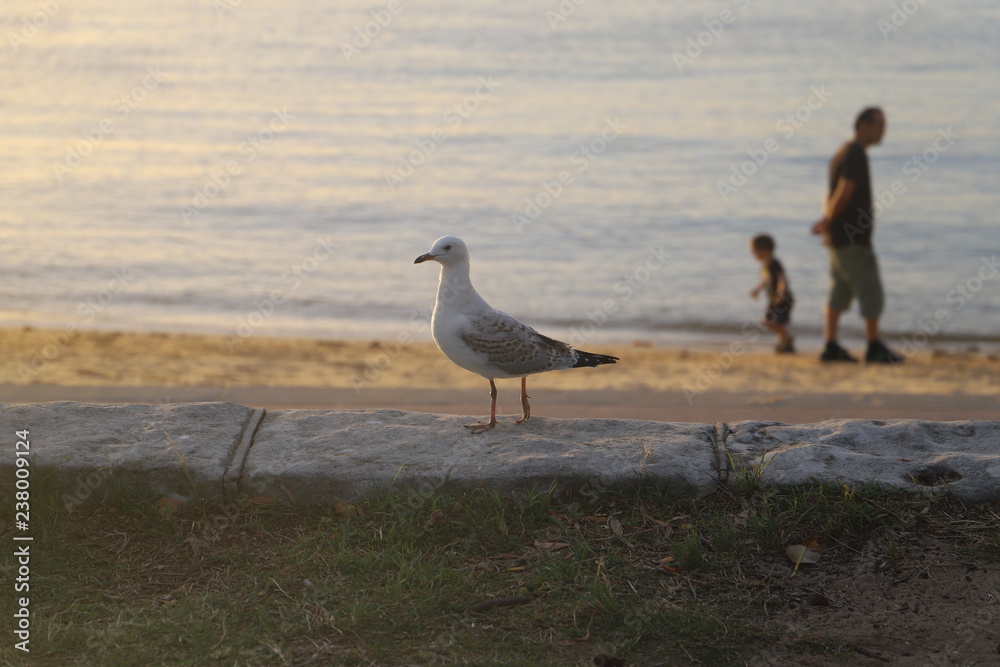 Obraz premium Seagull on the beach