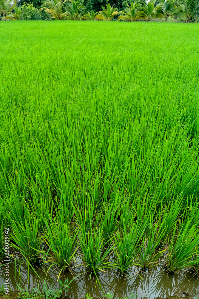 Green paddy field. The closeup photo of rice field farm land. Green paddy field. The closeup photo of rice field farm land.