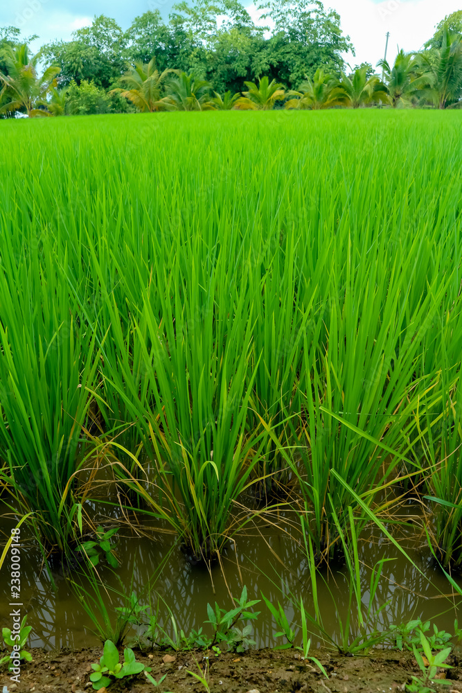 Green paddy field. The closeup photo of rice field farm land. Green paddy field. The closeup photo of rice field farm land.
