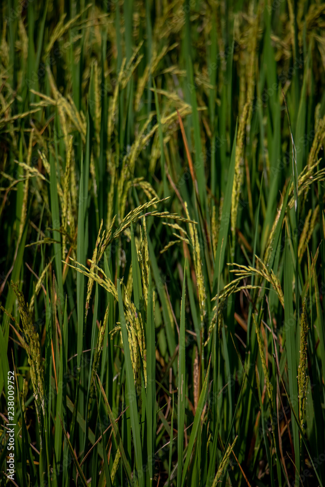Close up of rice paddy in rice field. The rice is ripening and should be ready for harvest.
