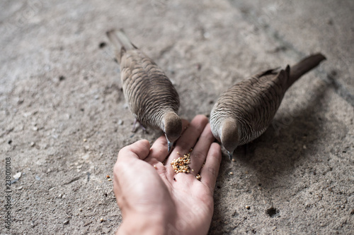 zebra dove Eat Grain in My Hand, showing the friendship point. © pariwatpannium