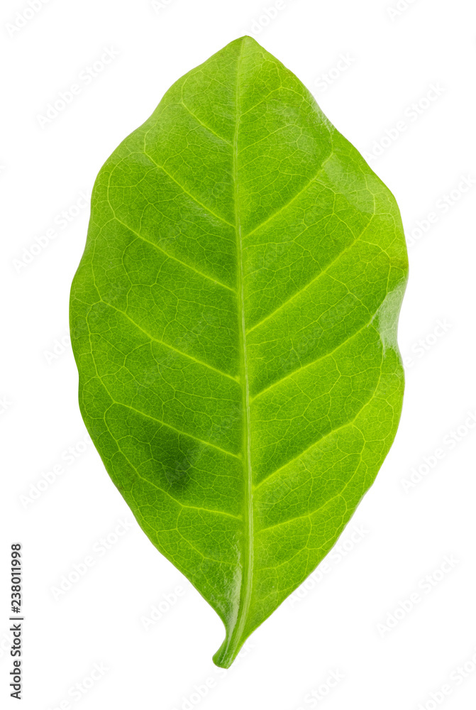 Obraz premium Green leaf of coffee isolated on white background.