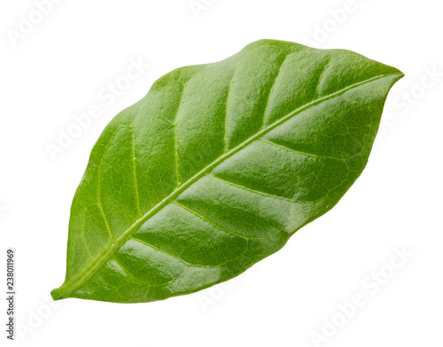 Green leaf of coffee isolated on white background.