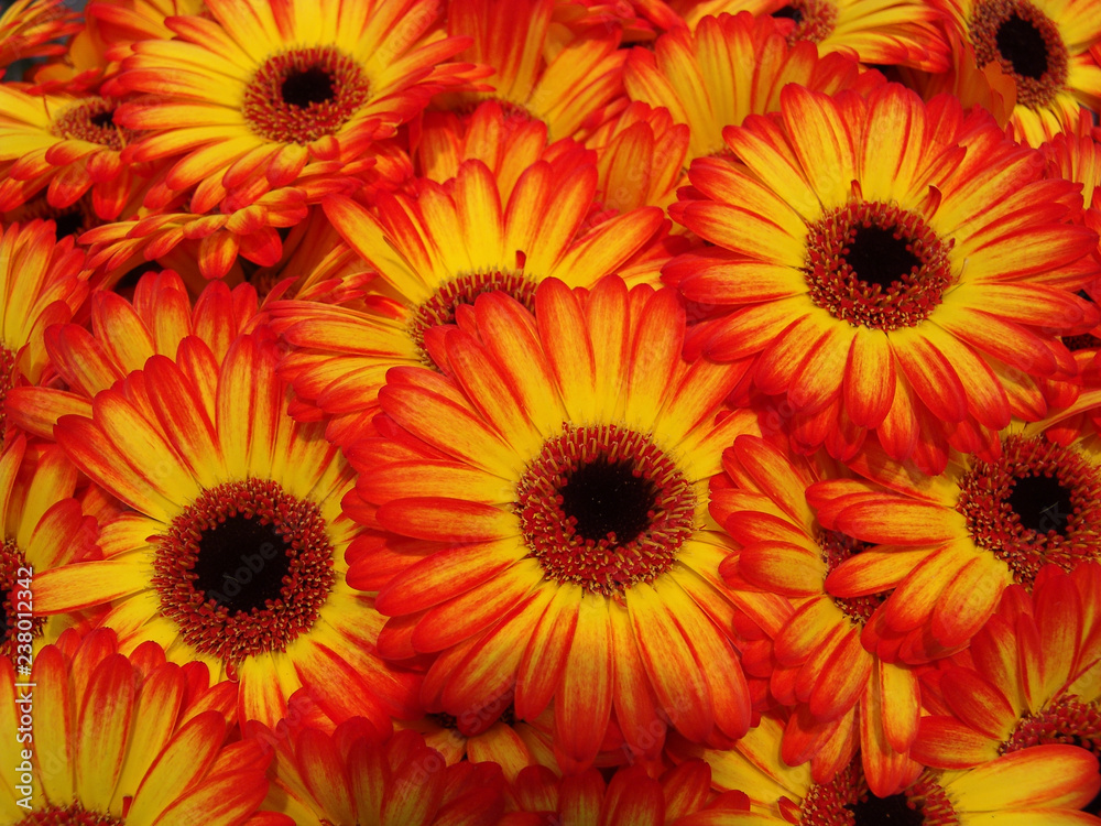 Fiori di gerbera Fiori di gerbera
