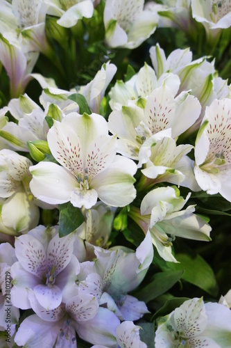 Fiori di alstroemeria bianca