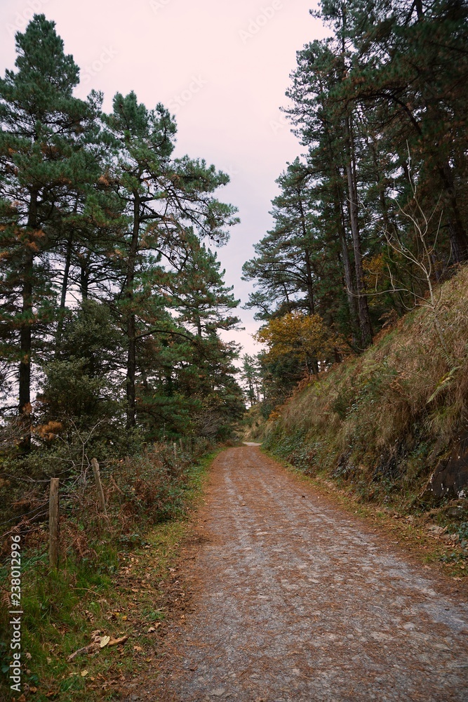 the road and trees in the forest in the nature the road and trees in the forest in the nature