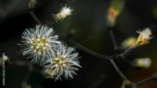 wild dandelion flower