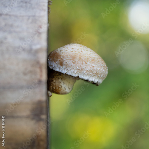 mushroom on trunk photo