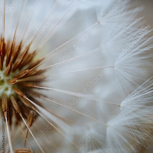 the beautiful abstract dandelion flower in the garden in the nature