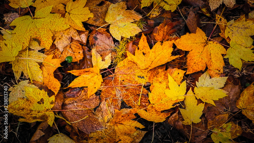 Yellow autumnal leaves as nature background.