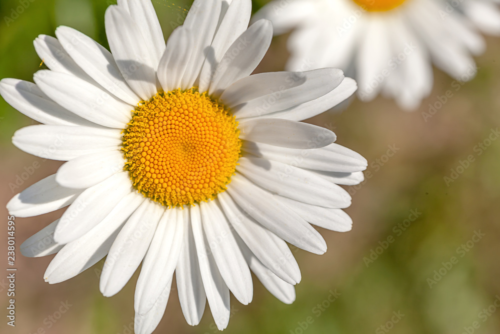 Obraz premium Daisy flower macro, close up, flowerbed, natural background