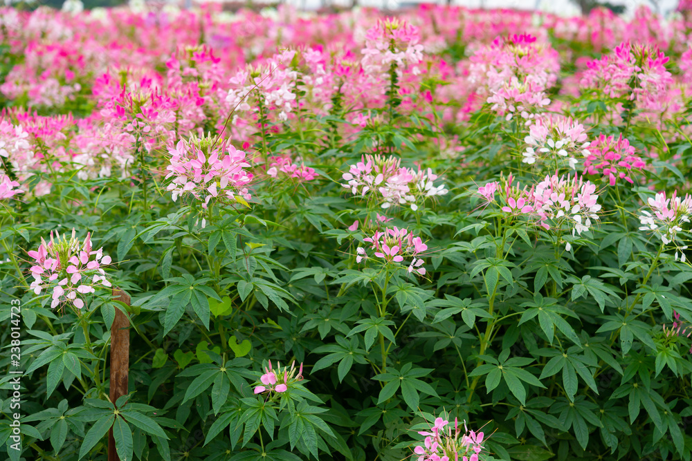 Obraz premium beautiful flowers in outdoor horizontal composition