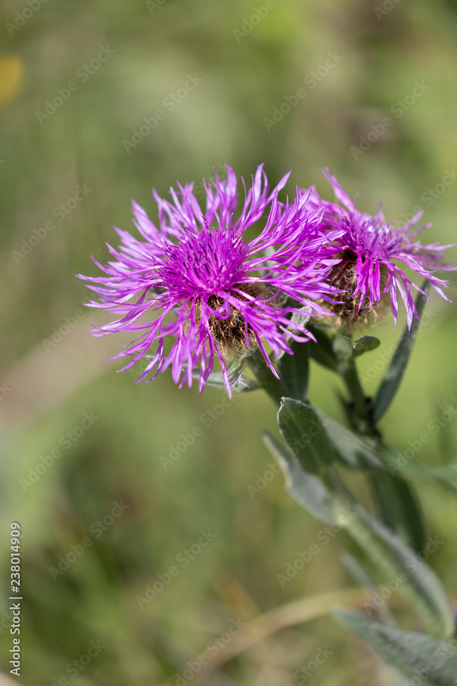 Centaurée scabieuse - Centaurea scabiosa Centaurée scabieuse - Centaurea scabiosa