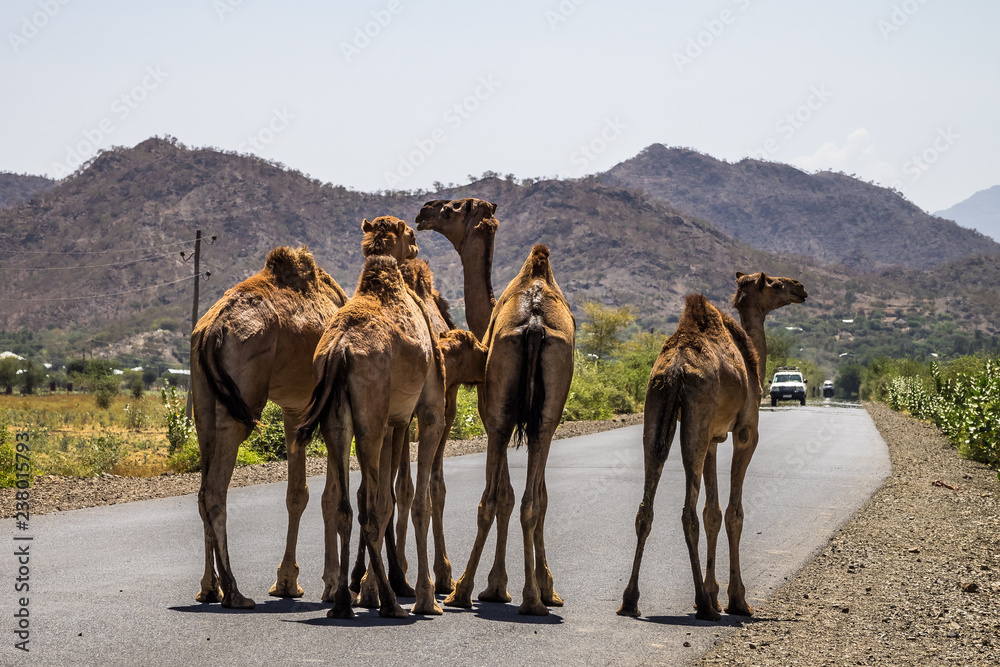 Fototapeta premium Äthiopien - Kamele auf der Fahrt von Gheralta nach Lalibela