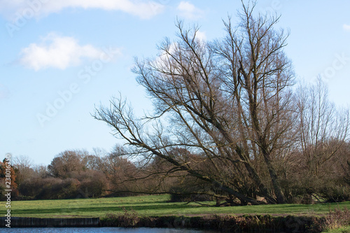tree in field by river