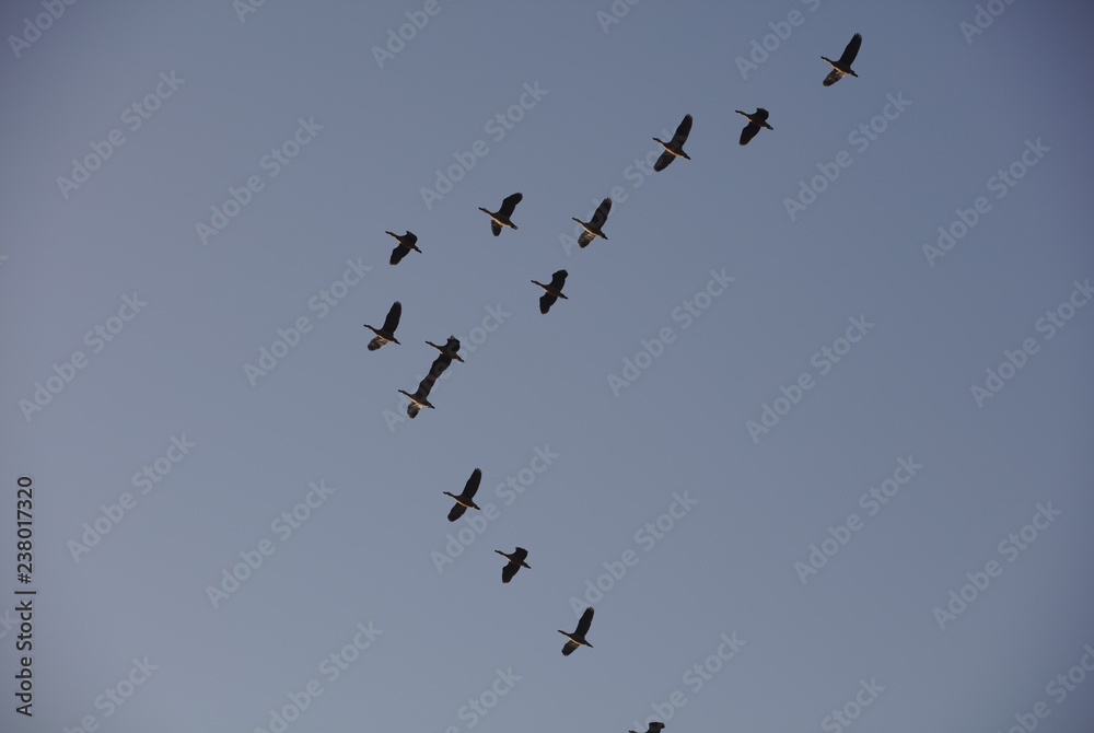 3700 Ducks flying in formation