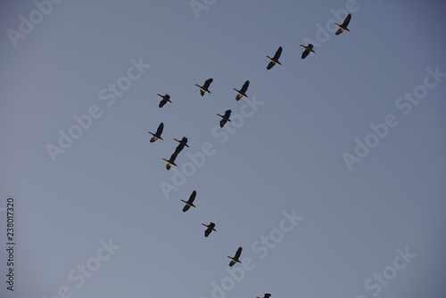 3700 Ducks flying in formation