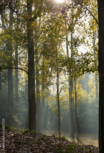 sunray in the forest