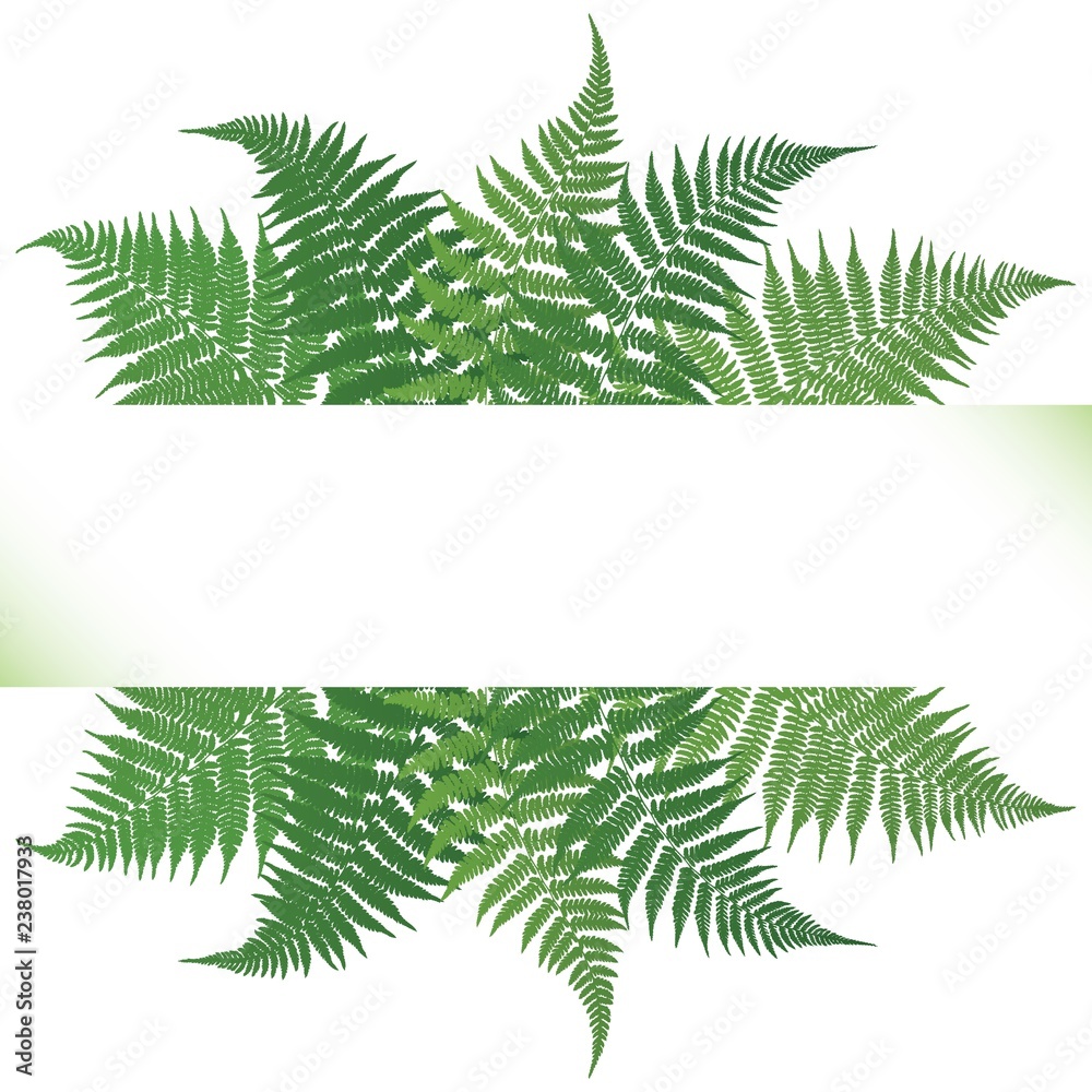 Fern frond frame vector illustration. Detailed bracken drawing card