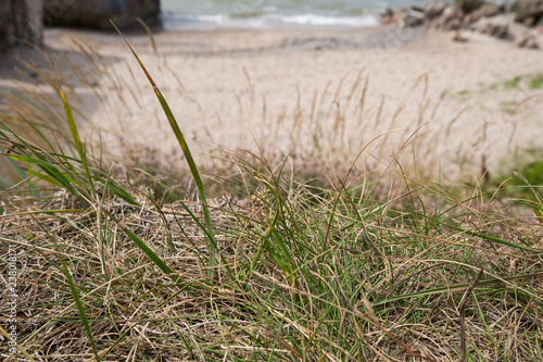 Fototapeta Naklejka Na Ścianę i Meble -  Yellow grass on the beach. Close up shot with selective focus and beautiful natural bokeh