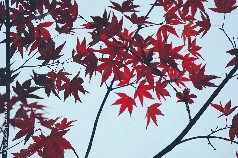 the beautiful red tree leaves in the nature the beautiful red tree leaves in the nature
