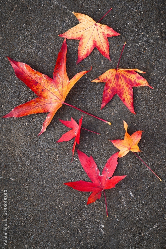 the beautiful red tree leaves in the nature the beautiful red tree leaves in the nature
