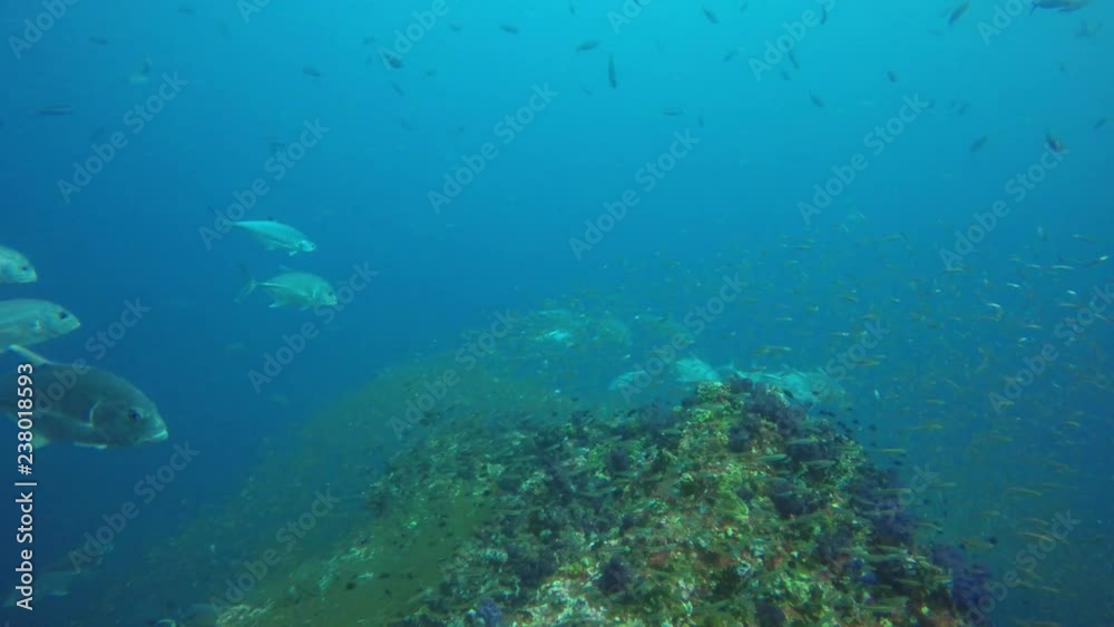 School of Bigeye Trevally (Jack) fish hunting on coral reef School of Bigeye Trevally (Jack) fish hunting on coral reef