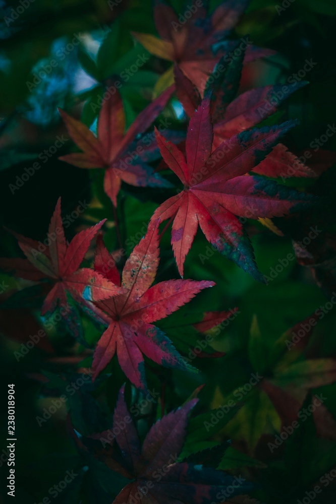 the beautiful red plant leaves texture in the garden the beautiful red plant leaves texture in the garden
