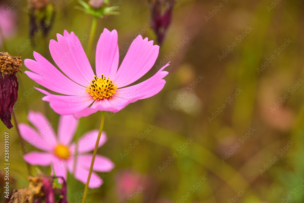 Cosmos Pink Beautiful Flowers with Bur background Cosmos Pink Beautiful Flowers with Bur background