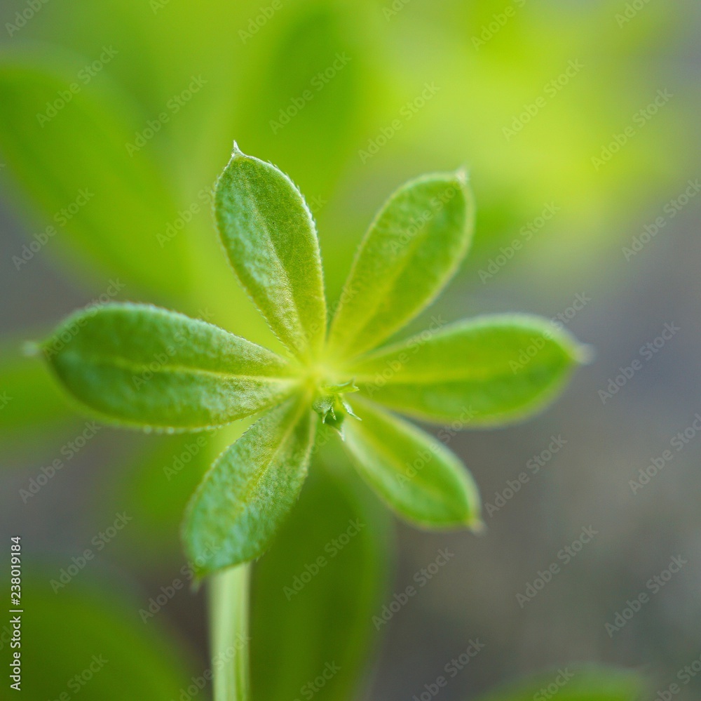 the beautiful abstract green plant leaves in the garden in the nature the beautiful abstract green plant leaves in the garden in the nature