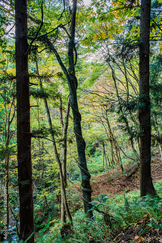 Obraz premium 兵庫県、山陰ジオパーク吉滝・苔生す谷の風景