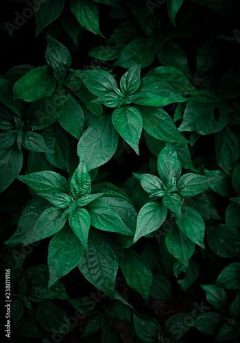 the beautiful abstract green plant leaves in the garden in the nature © Ismael