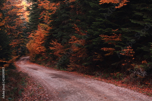 road autumn © izzet