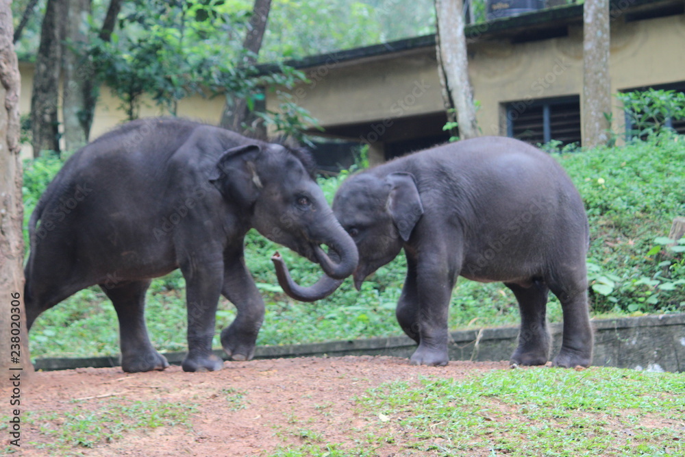 elephant babies