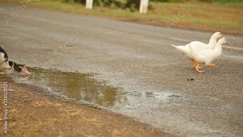 group of white ducks go across the asphalt road in the village