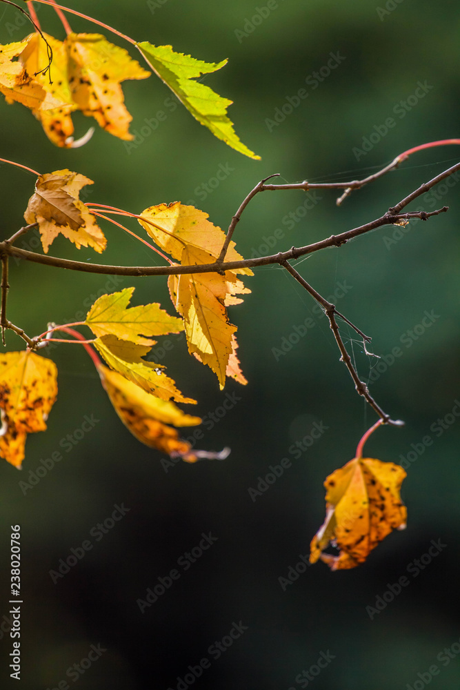 Autumn colorful leaves