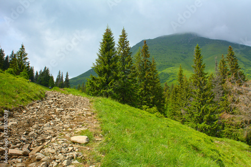 Fototapeta Naklejka Na Ścianę i Meble -  Summer day in the mountains