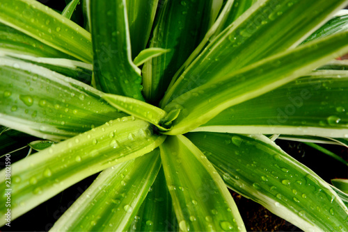Spider Plant with morning light and water drops. Spider Plant 1 from Top 10 NASA Approved Houseplants for Improving Indoor Air Quality.