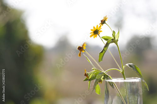 singapore daisy and gloden button flower on table decorate garden yellow flower  photo