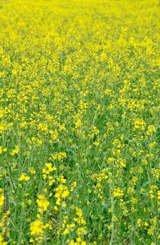 Rapeseed for make oilseed rape and Biodiesel