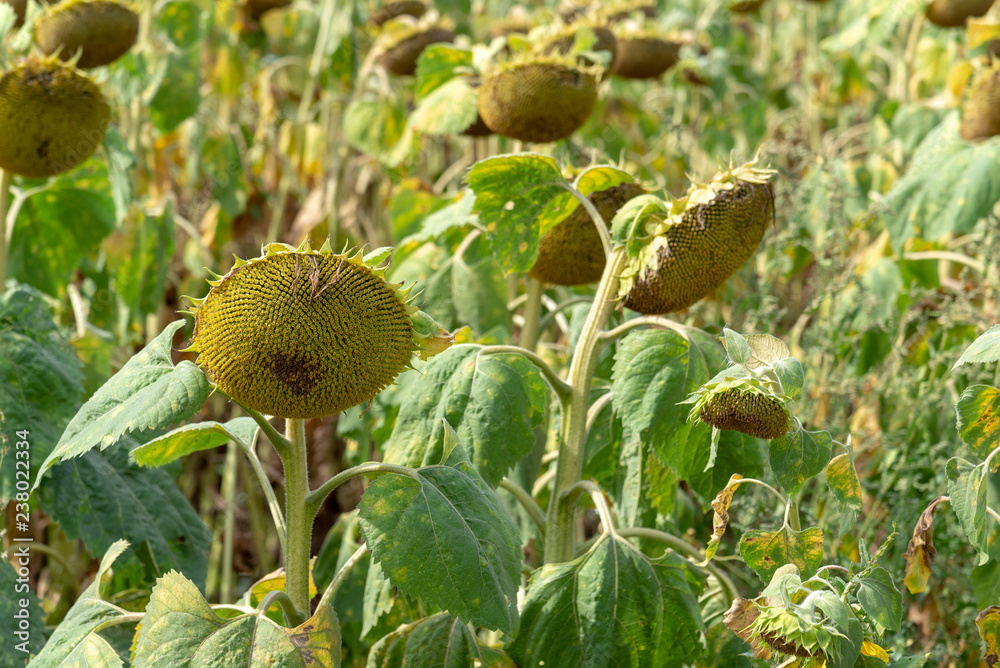 field of ripe sunflower in August in Russia field of ripe sunflower in August in Russia