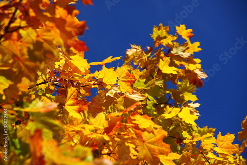 Autumn leaves © Aksel