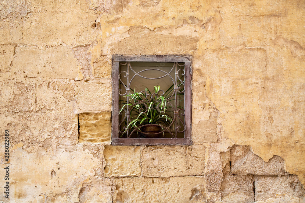 window in the wall and green plants