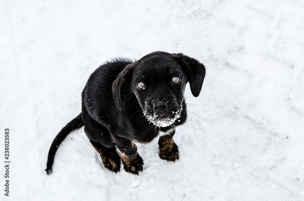 The skinny black puppy sitting in the snow