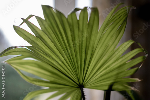 Subtle coloured tropical fern leaf pot plant close up