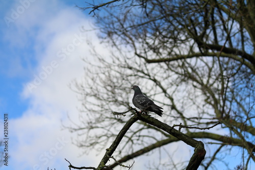 a pigeon on a tree branch with blue sky background