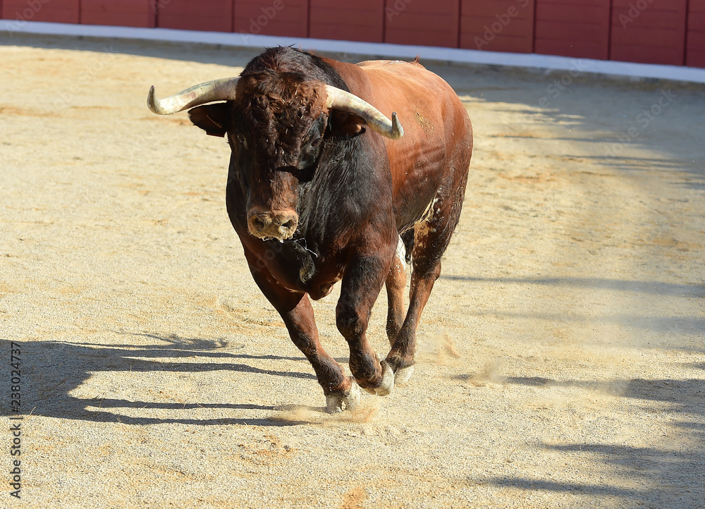 toro en españa toro en españa