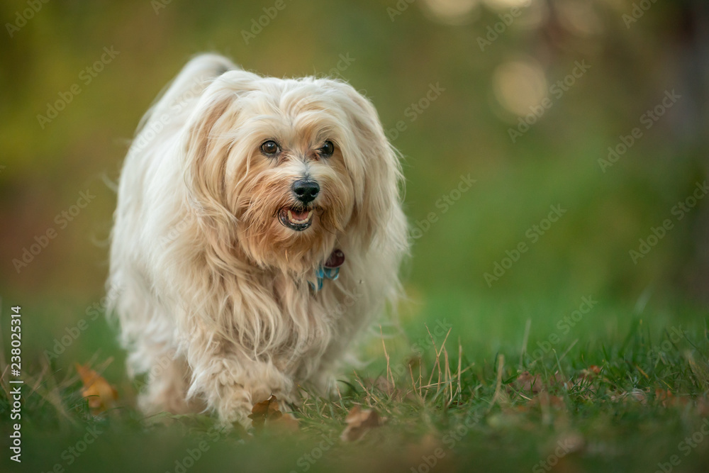 Hund Stock Photo | Adobe Stock