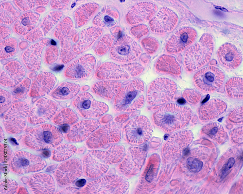 Cross sectioned heart muscle fibers photo